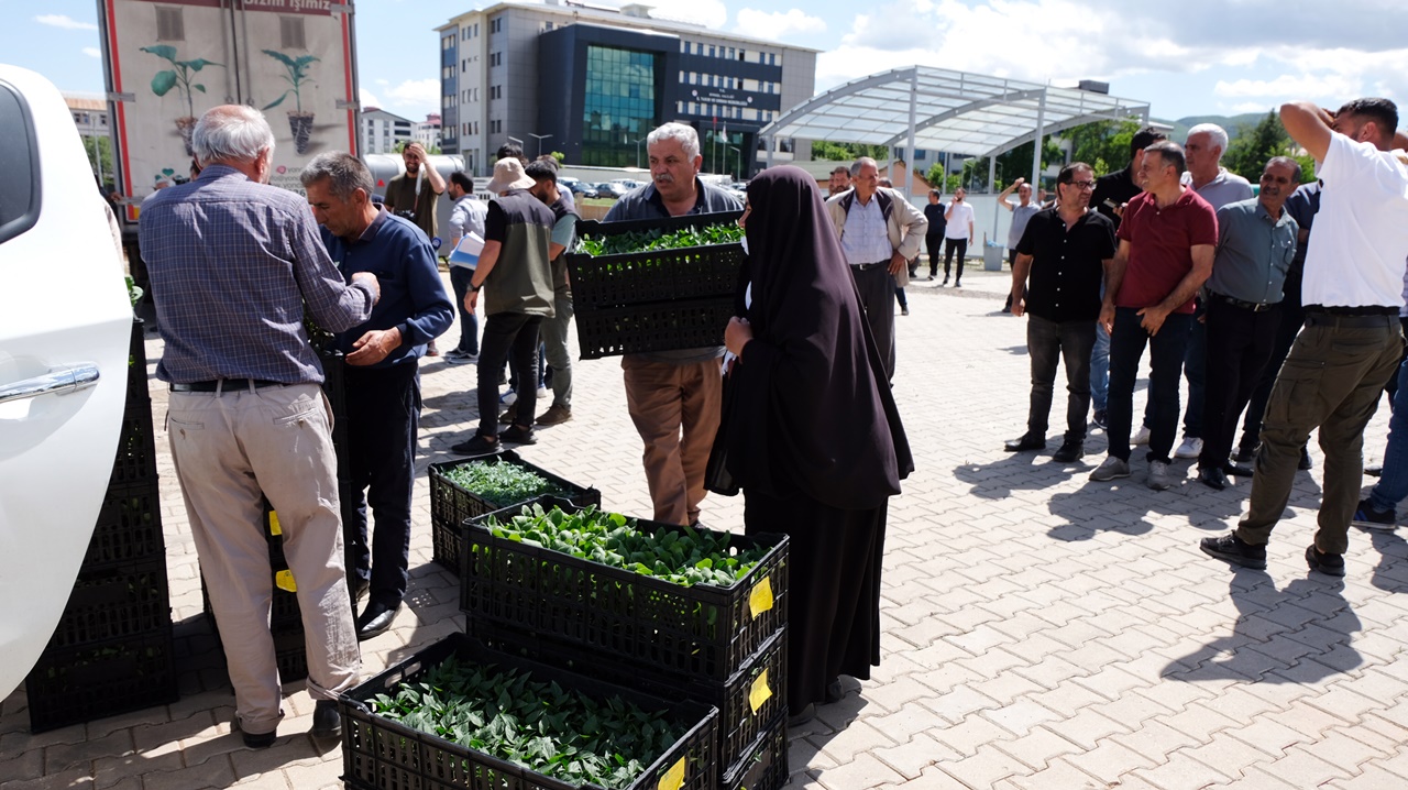 Bingöl’de Çiftçilere 390 Bin Adet Sebze Fidesi Dağıtıldı