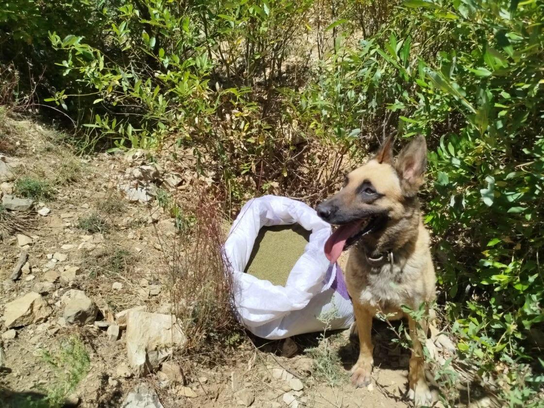 Bingöl’de 7 kilo 976 Gram Esrar Ele Geçirildi