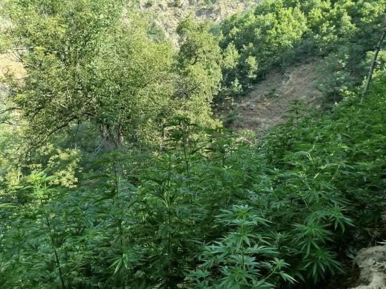Bingöl’de 18 Bin 788 Kök Kenevir Ele Geçirildi