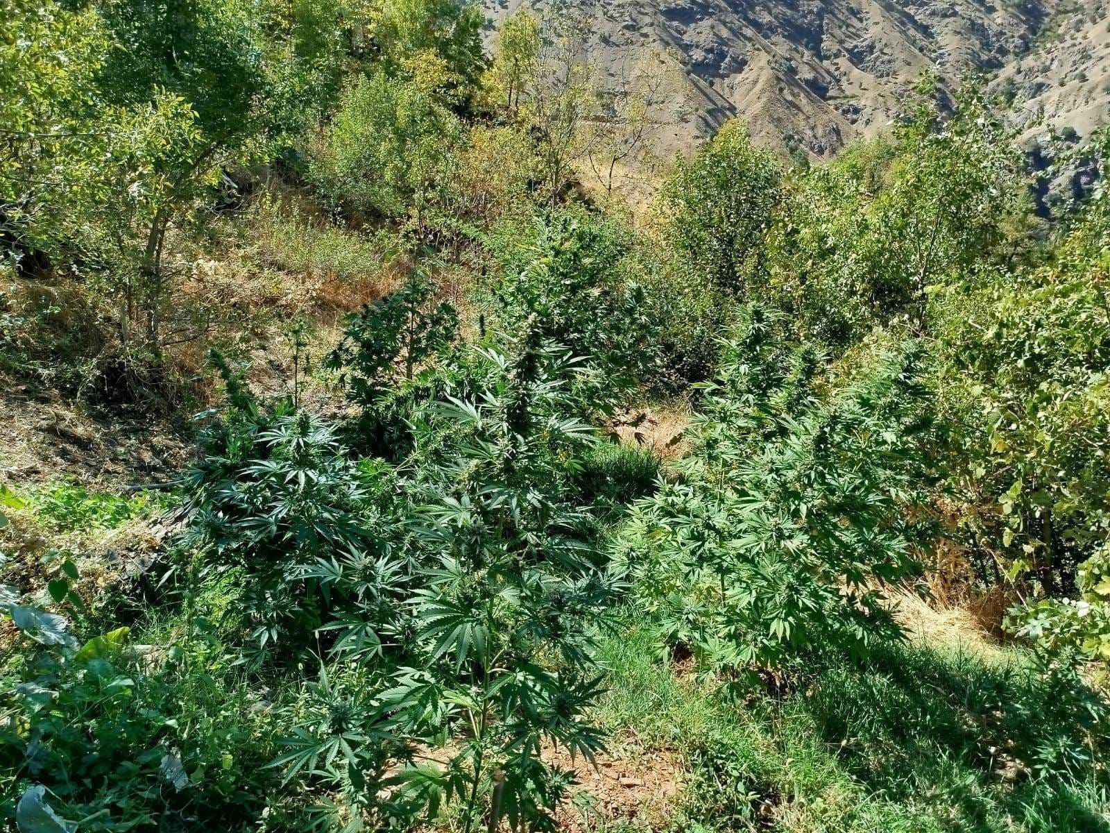 Bingöl’de 508 Kök Kenevir Ele Geçirildi