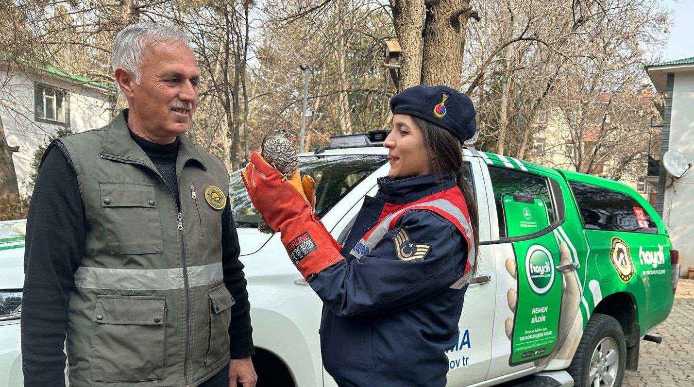 Bingöl’de Yaralı Atmaca Kurtarıldı!