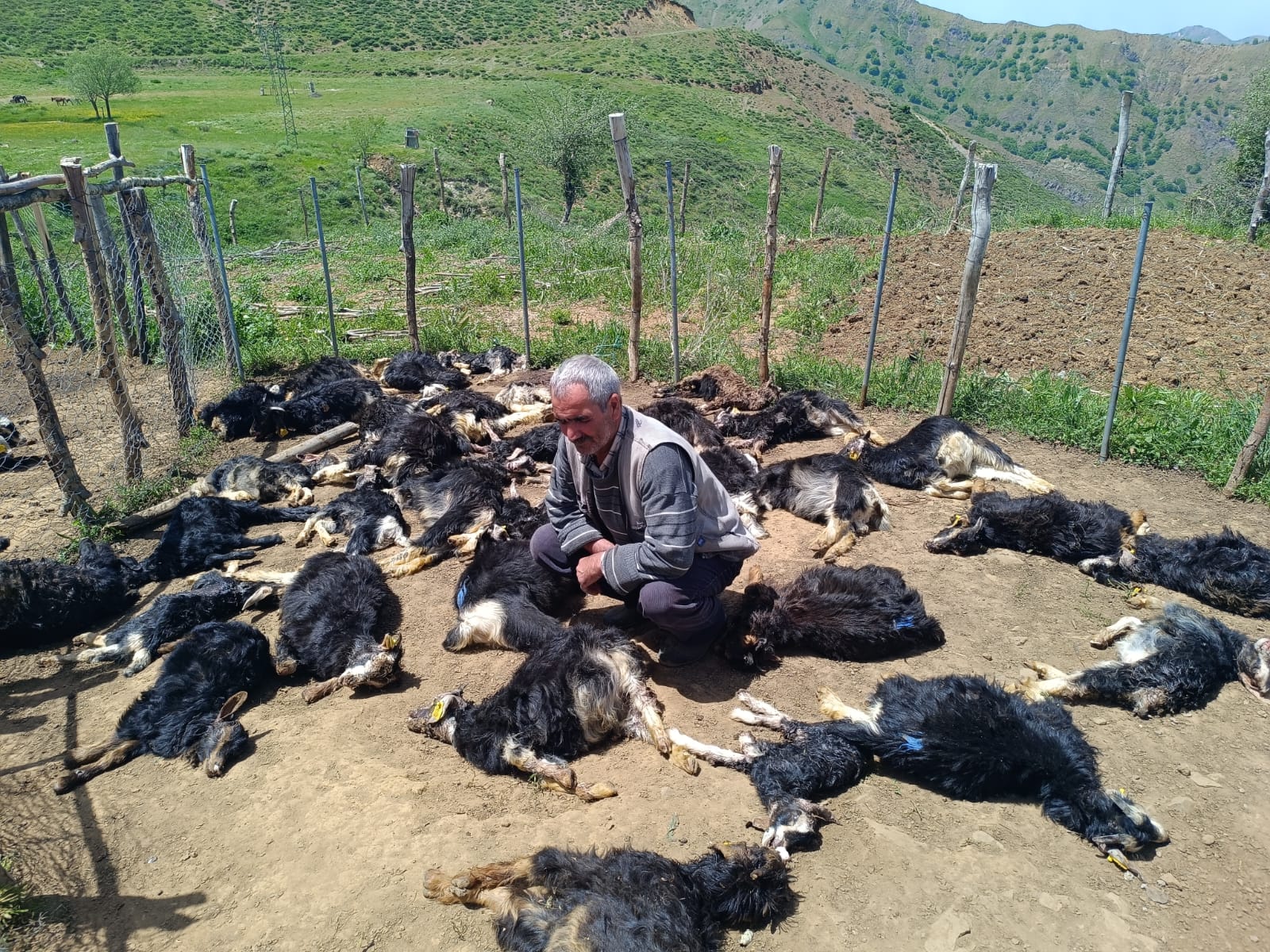 Kurtlar Ağıla Girdi: 49 Küçükbaş Hayvan Telef Oldu