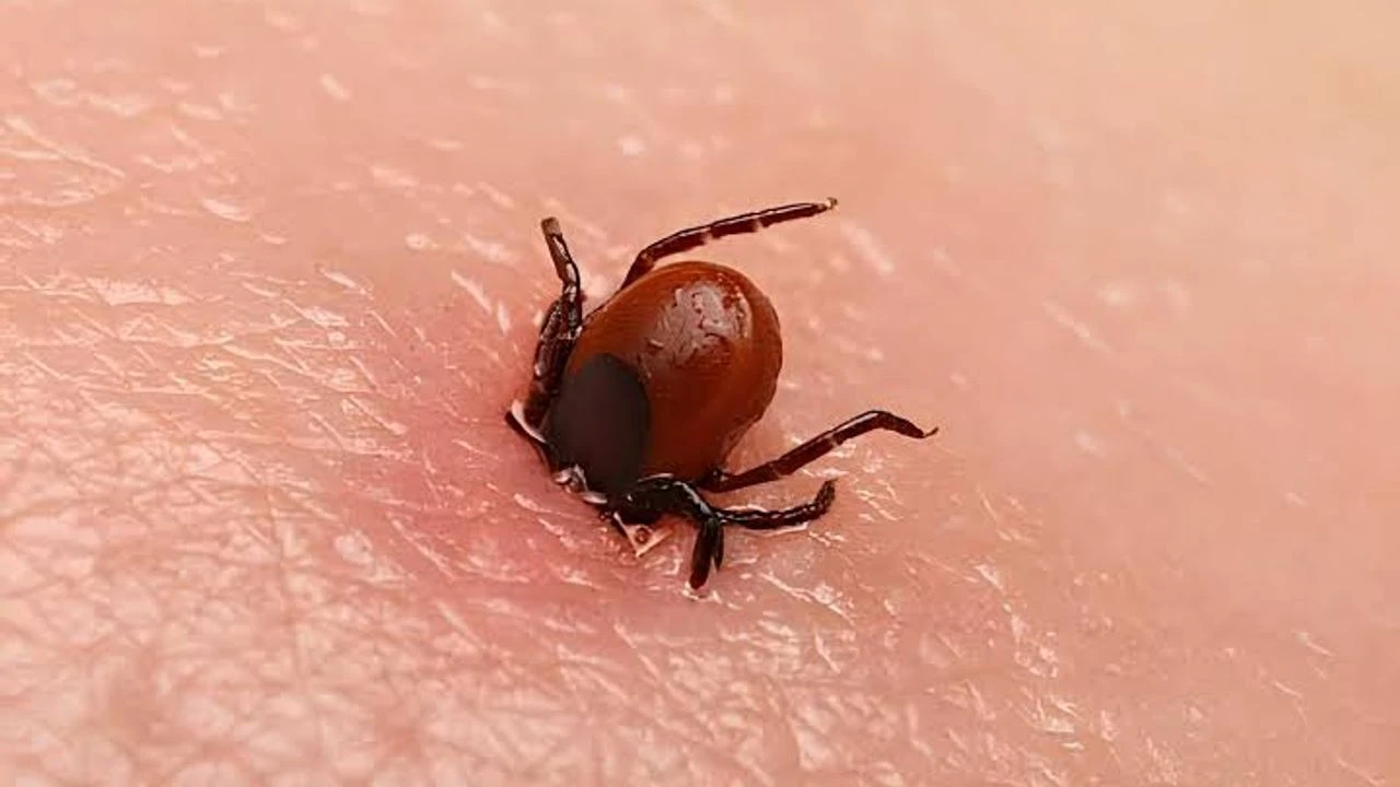 Uzmanlar Uyardı: Cenazelerde Dahi Önlem Şart!