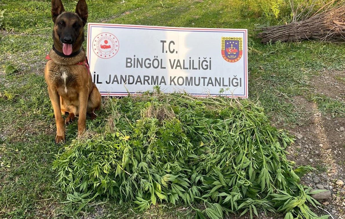 Bingöl’de 14 bin 933 kök kenevir ele geçirildi
