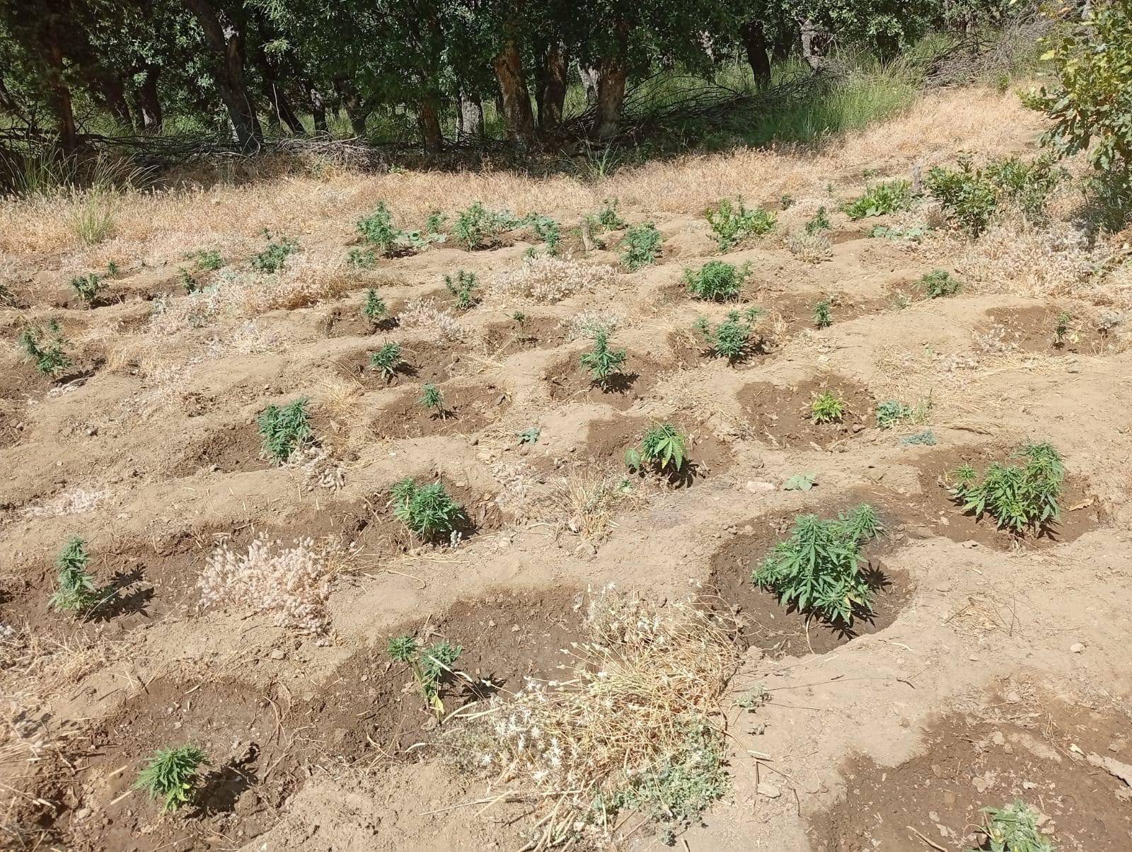 Bingöl’de 5 Bin 990 Kök Kenevir Yakalandı