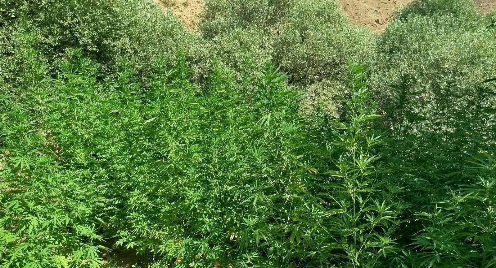 Bingöl’de Bin 40 kök kenevir ele geçirildi