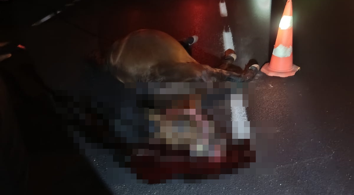 Yola Çıkan Ata Araç Çarptı At Öldü-