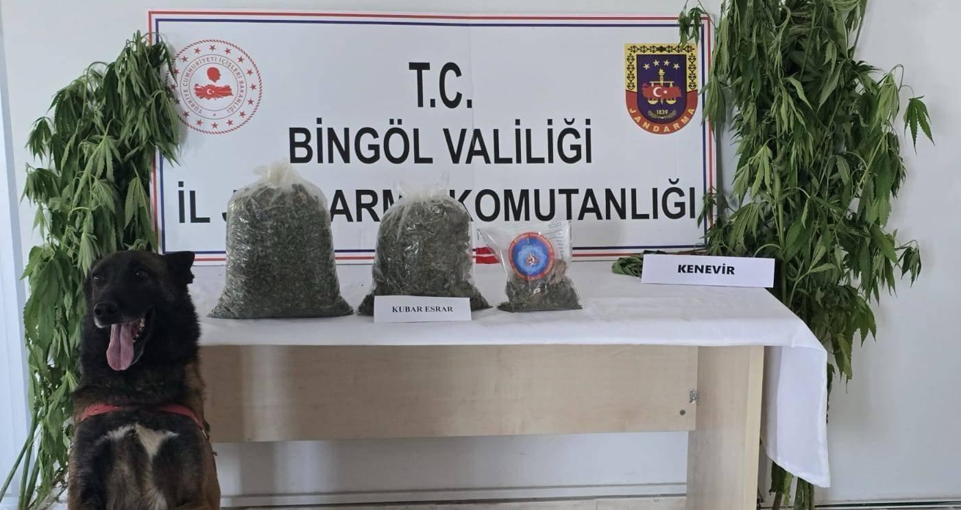 Bingöl’de 279 Kök Kenevir Ele Geçirildi