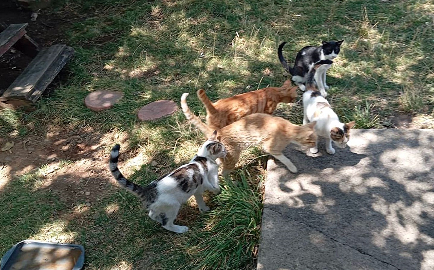 Gözünde Sorun Olan Kedi Tedavi Altına Alındı