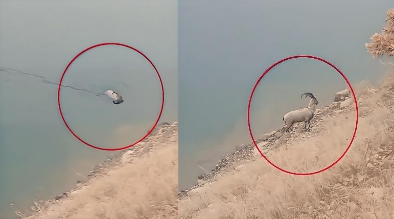 Bingöl’de baraj gölünü aşan dağ keçisi şaşırttı