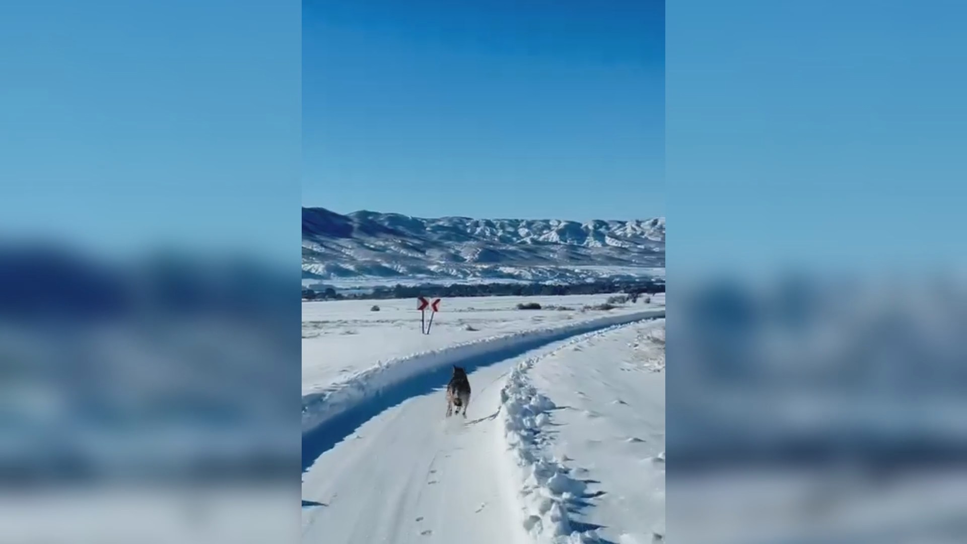 UMKE Araçlarına Kurt Eşlik Etti