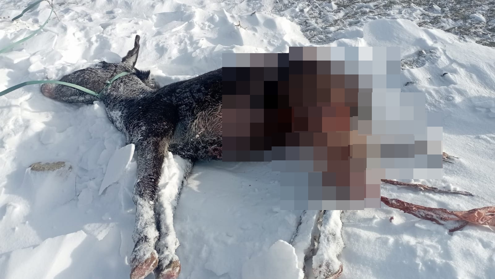 Kurtlar Köye İndi, Eşekler Telef Oldu