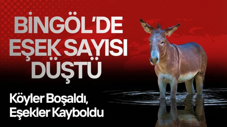 Eşekler Nereye Gitti? TÜİK Verileri Şaşırttı