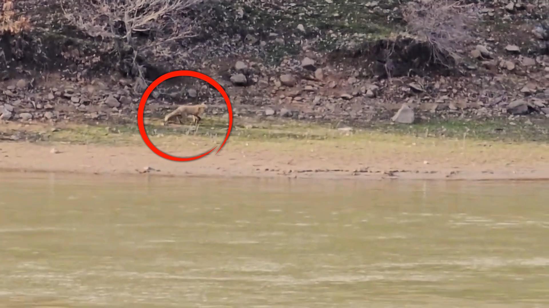 Murat Nehri’nde Tilkinin Balık Mesaisi