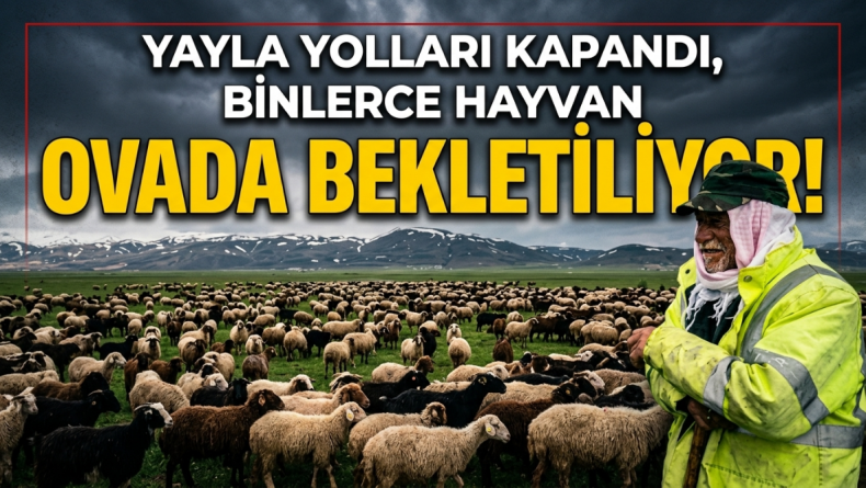 Yaylaya Gidemeyen Sürüler Ovada Günlerdir Bekliyor