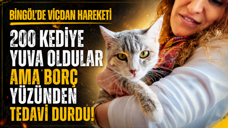 Sokak Kedileri İçin Ev Kiraladılar! Ama Şimdi Destek Olmazsa Her Şey Durabilir