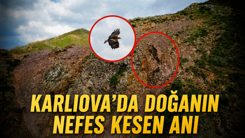 Kartal, Ayı ve Yavrularını Böyle Takip Etti