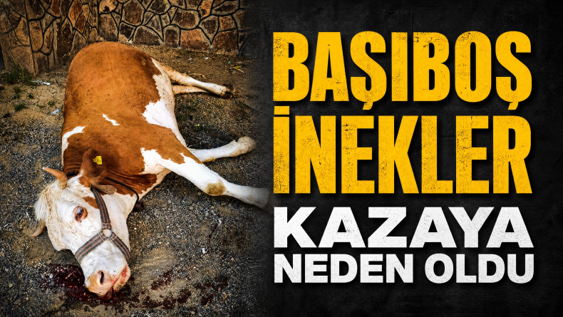 Genç’te Kontrolsüz Hayvanlar Tehlike Saçıyor