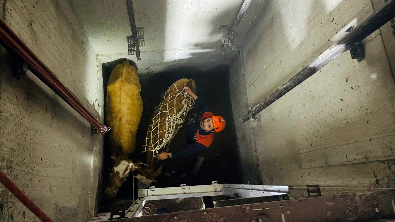 Asansör boşluğuna düşen 2 inek ekiplerin çalışmasıyla kurtarıldı