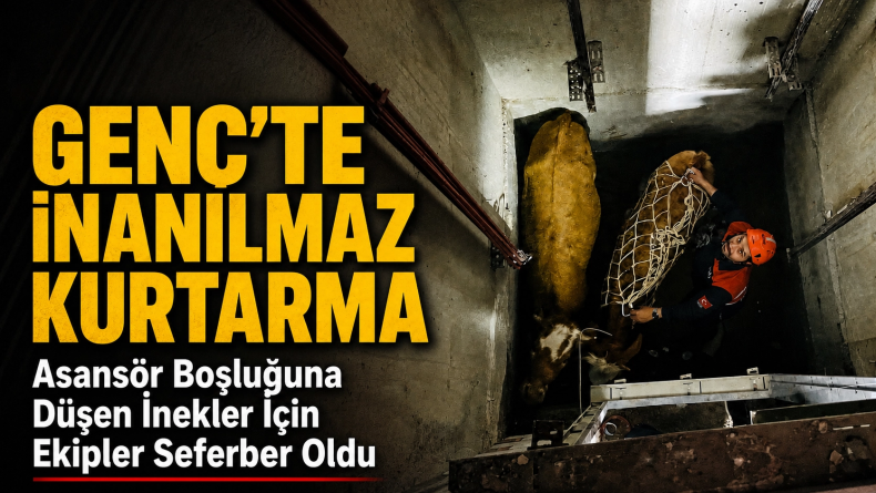 Asansör boşluğuna düşen 2 inek ekiplerin çalışmasıyla kurtarıldı