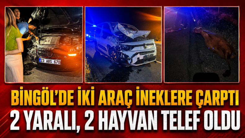 Bingöl’de İki Araç İneklere Çarptı: 2 Yaralı, 2 Hayvan Telef Oldu