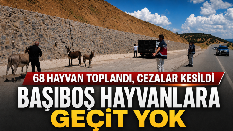 Bingöl’de 68 Başıboş Hayvan Toplandı