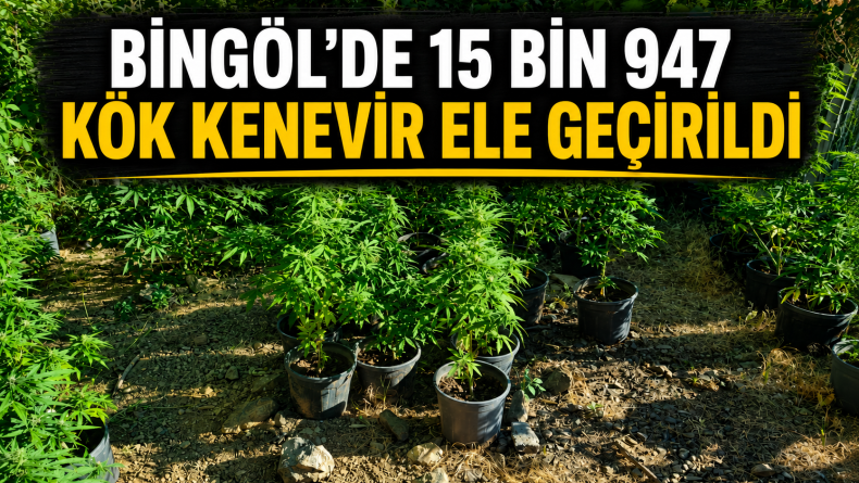 Bingöl’de 15 Bin 947 Kök Kenevir Ele Geçirildi