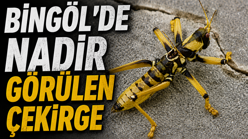 Bingöl’de Nadir Görülen Çekirge