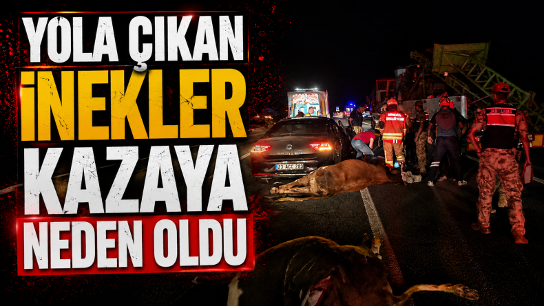 Yola Çıkan İnekler Kazaya Neden Oldu