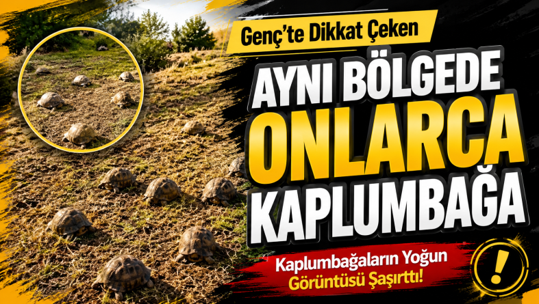Genç’te Şaşırtan Kaplumbağa Yoğunluğu