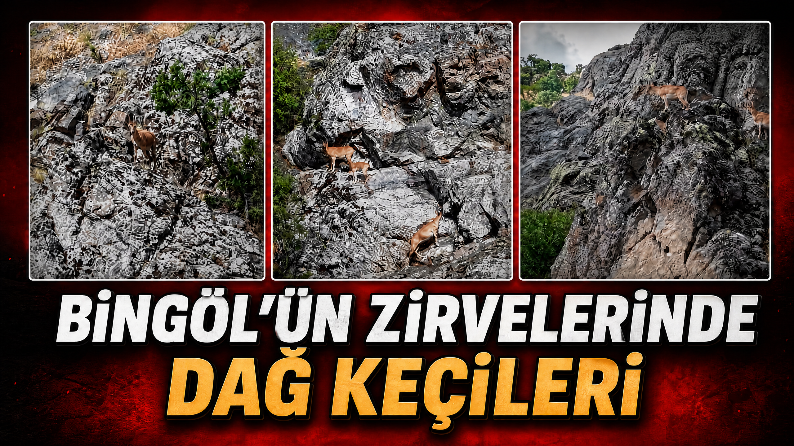 Bingöl’ün Zirvelerinde Dağ Keçileri