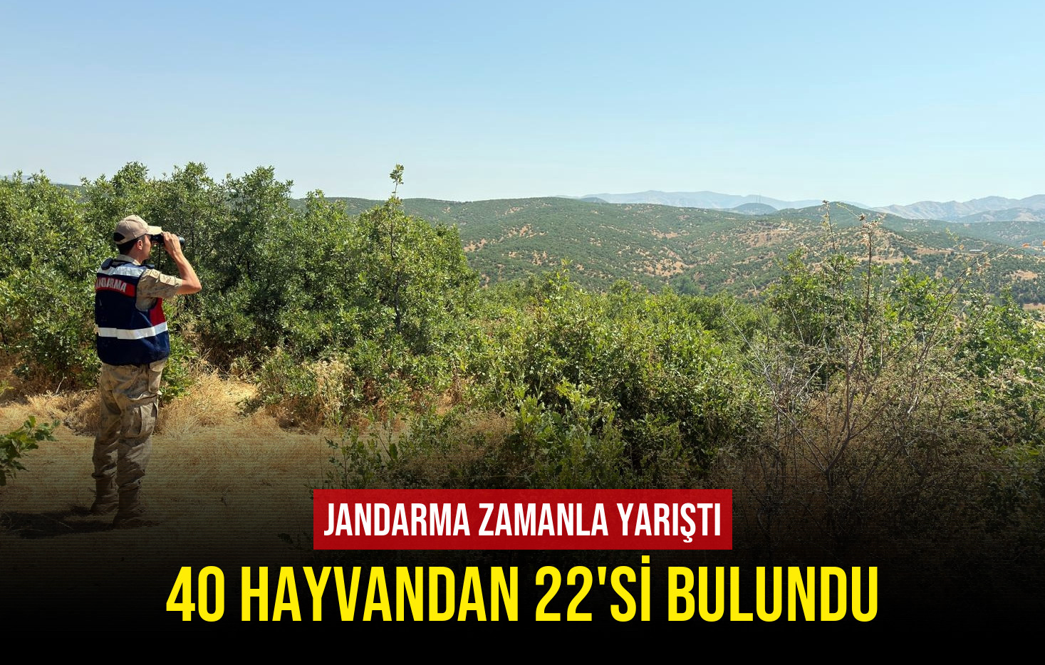 Jandarma Kayıp Hayvanları Buldu