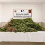 Diyarbakır’da Son Bir Haftada 144 Bin Kök Kenevir Ele Geçirildi