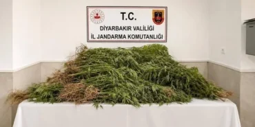 Diyarbakır’da Son Bir Haftada 144 Bin Kök Kenevir Ele Geçirildi