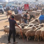 Diyarbakır’a Yeni Canlı Hayvan Borsası Yapılacak; Yeri Belli Oldu