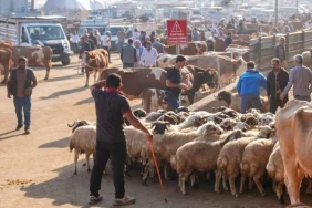 Diyarbakır’a Yeni Canlı Hayvan Borsası Yapılacak; Yeri Belli Oldu