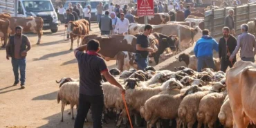 Diyarbakır’a Yeni Canlı Hayvan Borsası Yapılacak; Yeri Belli Oldu