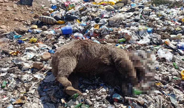 Bingöl’de Çöplükte 3 Bozayı Ölü Bulundu
