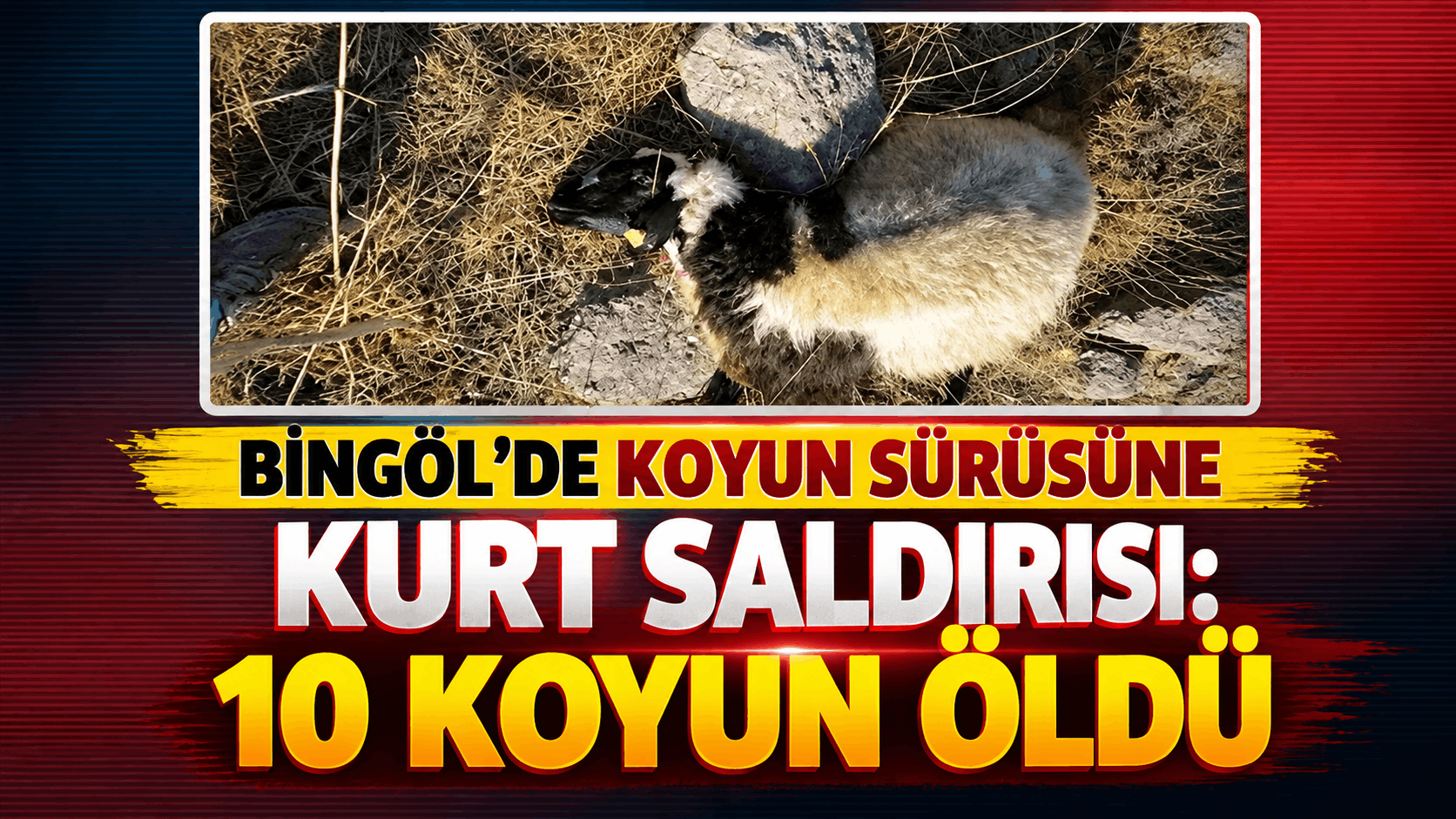 Kurtlar Koyun Sürüsüne Saldırdı: 10 Ölü