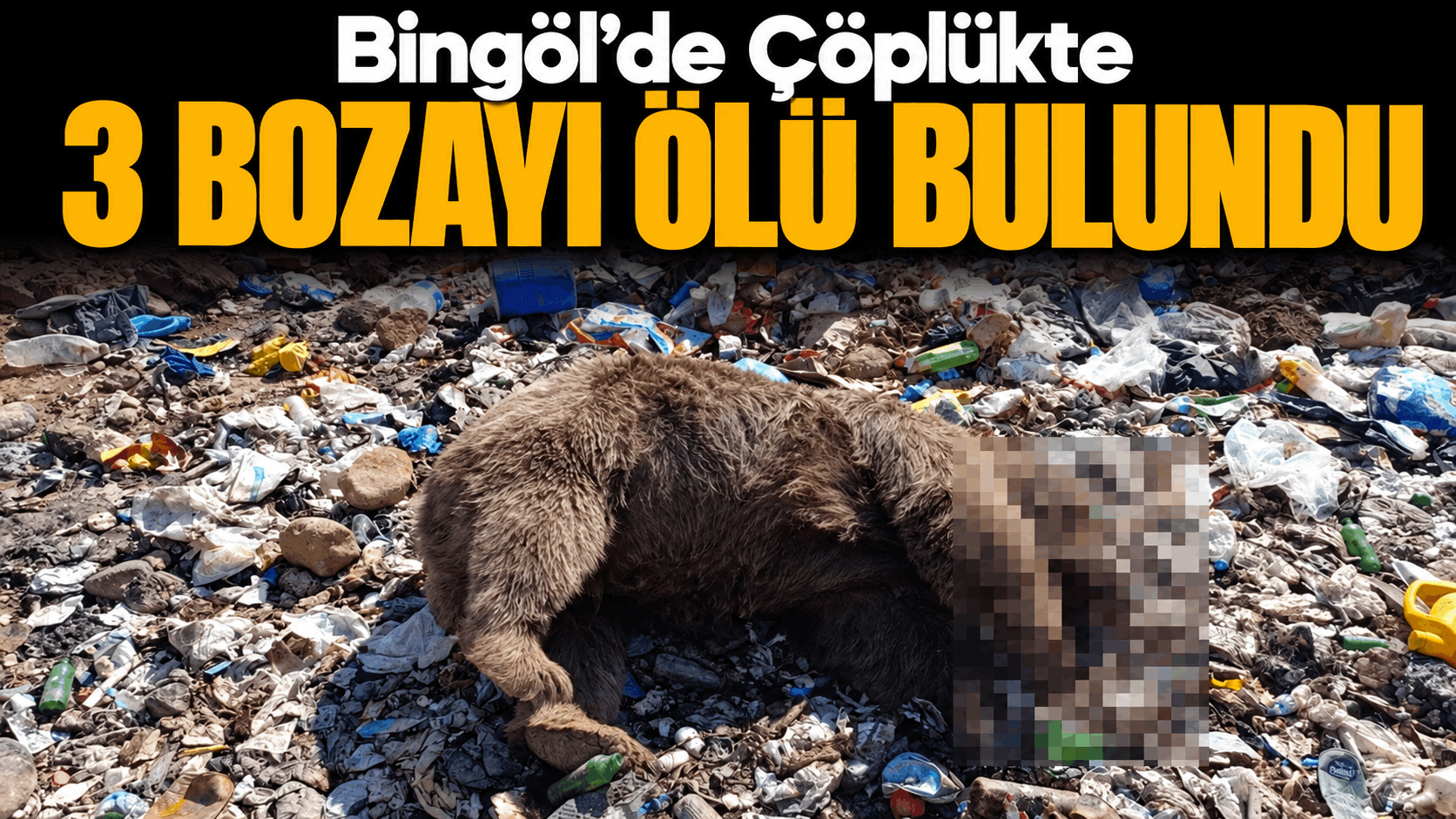 Bingöl’de Çöplükte 3 Bozayı Ölü Bulundu