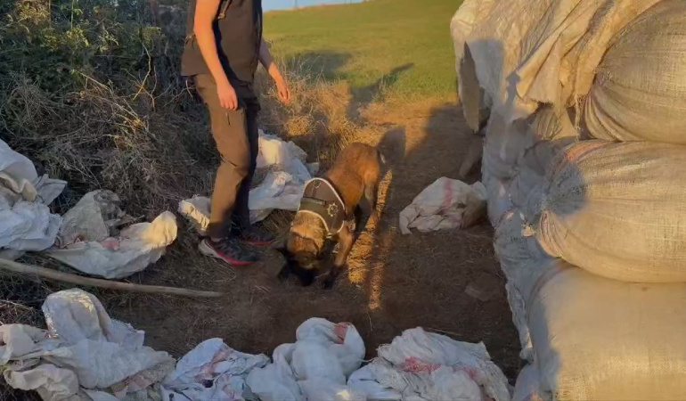 Genç’te 4,5 Kilo Esrar Ele Geçirildi