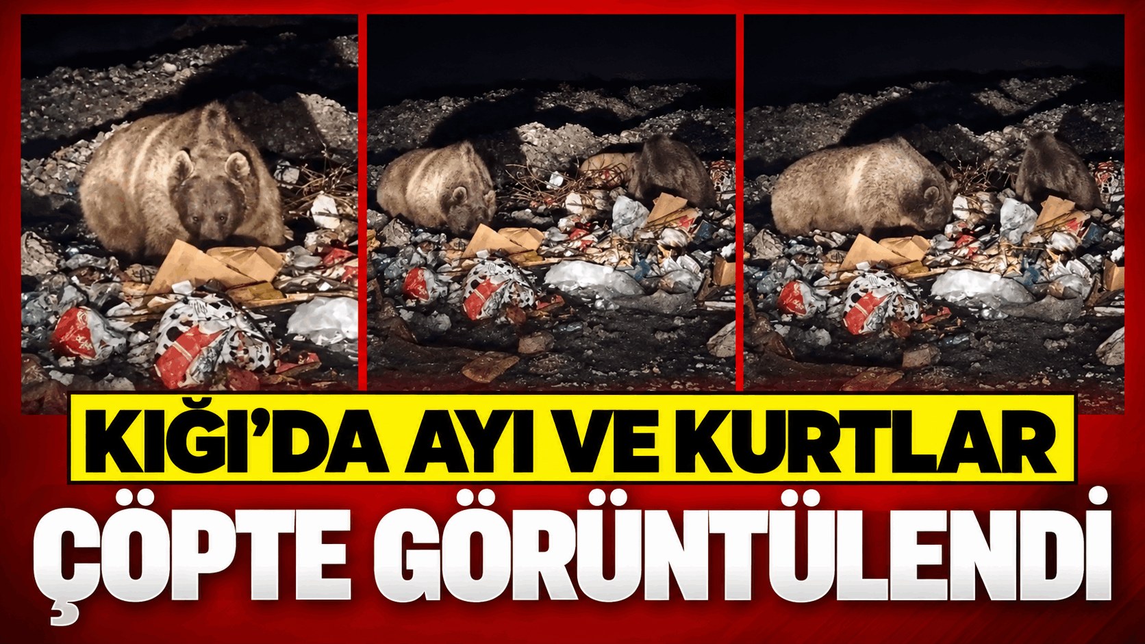 Kiğı’da Ayı ve Kurtlar Çöpte Yiyecek Ararken Görüntülendi
