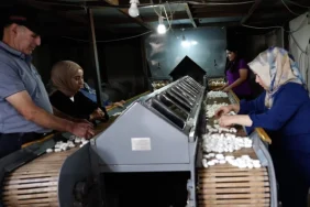 Diyarbakır’da İpek Böcekçiliği, Bin Çiftçiye Geçim Kaynağı Oluyor