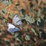 Dicle Vadisi’nde Beyaz Öncü Kelebeklerin ‘Yumurta’ Telaşı