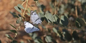 Dicle Vadisi’nde Beyaz Öncü Kelebeklerin ‘Yumurta’ Telaşı
