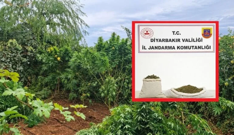 Diyarbakır’da Bir Haftada 97 Bin 743 Kök Kenevir Ele Geçirildi