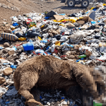 ayı-