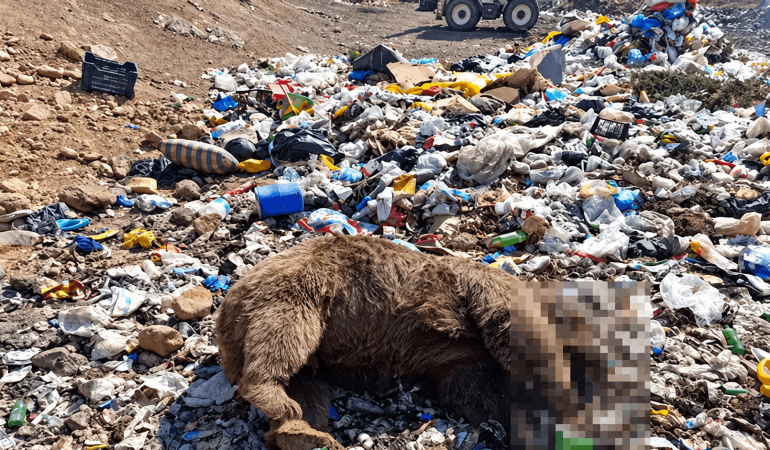 Bingöl’de 3 bozayının öldürülmesine ilişkin çalışma başlatıldı