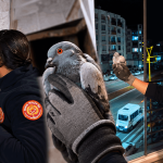 güvercin- BİNGÖL GÜNCEL TV _HABER-2