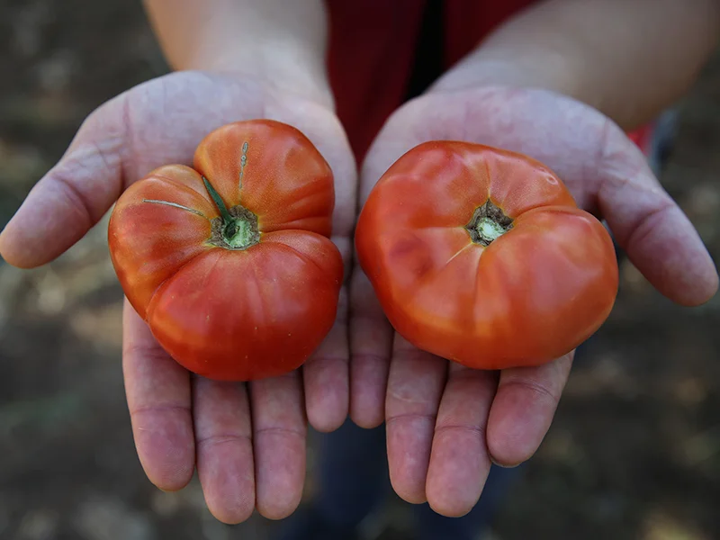 bingol-yeni1-3hv7hK2goo